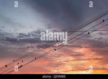 Schwarze Vögel auf elektrischen Drähten, vor dem Hintergrund eines romantischen Abendhimmels mit Wolken und Sonnenstrahlen Stockfoto