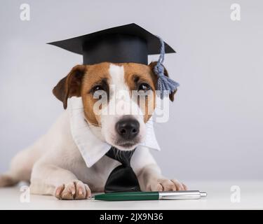 Jack Russell Terrier Hund in Krawatte und akademischer Mütze sitzt auf einem weißen Tisch. Stockfoto