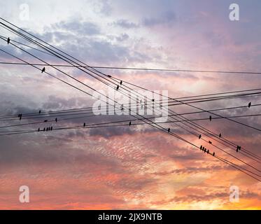 Schwarze Vögel auf elektrischen Drähten, vor dem Hintergrund eines romantischen Abendhimmels mit Wolken und Sonnenstrahlen Stockfoto