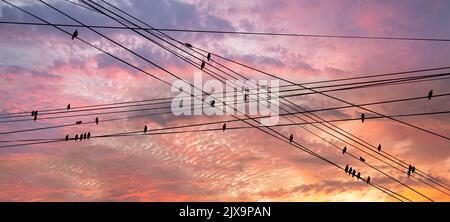 Schwarze Vögel auf elektrischen Drähten, vor dem Hintergrund eines romantischen Abendhimmels mit Wolken und Sonnenstrahlen Stockfoto