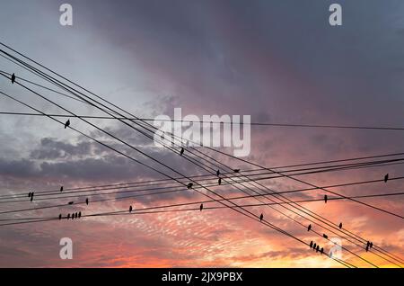 Schwarze Vögel auf elektrischen Drähten, vor dem Hintergrund eines romantischen Abendhimmels mit Wolken und Sonnenstrahlen Stockfoto