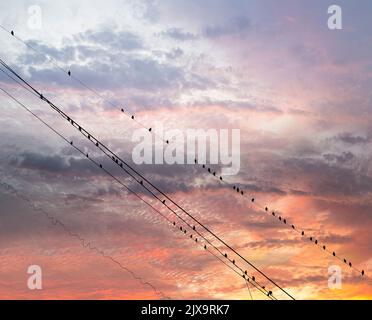 Schwarze Vögel auf elektrischen Drähten, vor dem Hintergrund eines romantischen Abendhimmels mit Wolken und Sonnenstrahlen Stockfoto