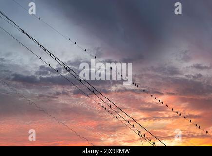 Schwarze Vögel auf elektrischen Drähten, vor dem Hintergrund eines romantischen Abendhimmels mit Wolken und Sonnenstrahlen Stockfoto