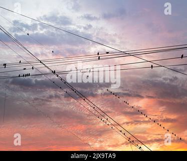 Schwarze Vögel auf elektrischen Drähten, vor dem Hintergrund eines romantischen Abendhimmels mit Wolken und Sonnenstrahlen Stockfoto