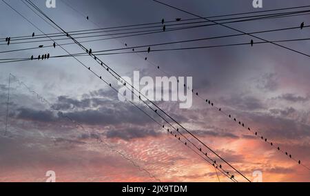 Schwarze Vögel auf elektrischen Drähten, vor dem Hintergrund eines romantischen Abendhimmels mit Wolken und Sonnenstrahlen Stockfoto