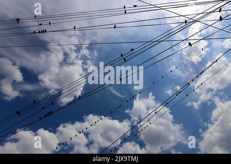 Schwarze Vögel auf elektrischen Drähten, vor dem Hintergrund des Himmels mit Wolken Stockfoto