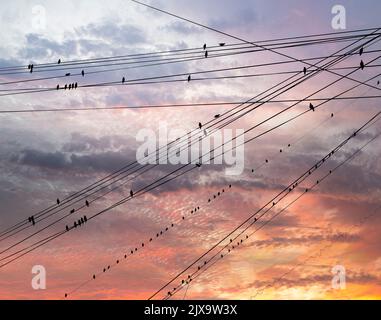 Schwarze Vögel auf elektrischen Drähten, vor dem Hintergrund eines romantischen Abendhimmels mit Wolken und Sonnenstrahlen Stockfoto