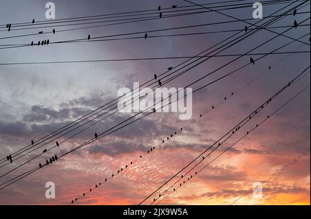 Schwarze Vögel auf elektrischen Drähten, vor dem Hintergrund eines romantischen Abendhimmels mit Wolken und Sonnenstrahlen Stockfoto