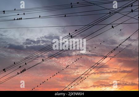 Schwarze Vögel auf elektrischen Drähten, vor dem Hintergrund eines romantischen Abendhimmels mit Wolken und Sonnenstrahlen Stockfoto