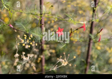 Ipomoea quamoclit - Zypressenrebe. Stockfoto