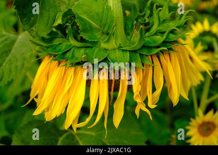 Gelbe Sonnenblume im Abendlicht. Nahaufnahme. Sonnenblume, Nahaufnahme. Große hängende gelbe große Blume Stockfoto