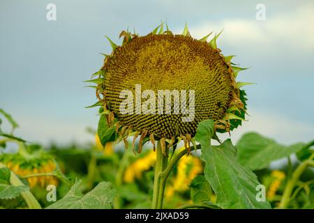 Eine große einzelne Sonnenblumenkernkopf Nahaufnahme beendet Blüte mit Sonnenblumenkerne und Bäumen im Hintergrund im Herbst. Stockfoto