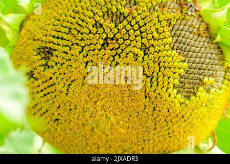 Eine einzelne große Sonnenblumenkerne Kopf Nahaufnahme fertig blühen Sonnenblumen Feld und Bäume im Hintergrund im Herbst Stockfoto