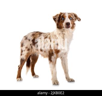 Miniatur American Shepherd vor weißem Hintergrund Stockfoto