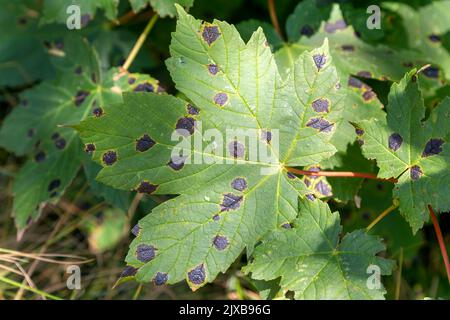 Tarspot- oder Teerfleck-Blattkrankheit Rhytisma acerinum-Pilz hinterlässt Platanenbaum, Acer pseudoplatanus, Suffolk, England, Großbritannien Stockfoto