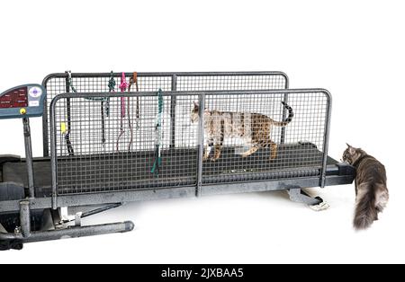 Laufband für Katze vor weißem Hintergrund Stockfoto