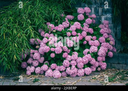 Schöne rosa Hydrangea macrophylla oder Hortensia Busch in voller Blüte Stockfoto