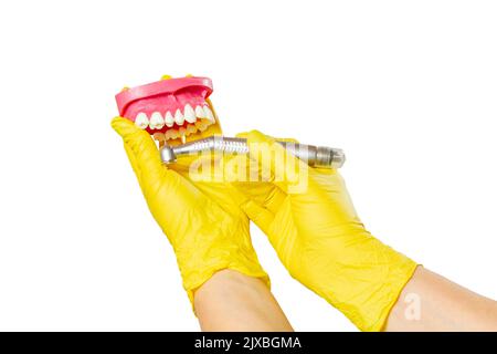 Kopf der High-Speed-Dental-Handstück mit Bohrer und das Layout des menschlichen Kiefers in den Händen des Zahnarztes auf dem weißen isolierten Hintergrund. Zahnärztliche Instrumente für d Stockfoto