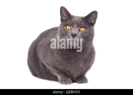 Portait von Chartreux Katze isoliert auf weißem Hintergrund Stockfoto