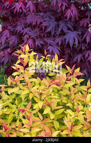 Kontrastierende Farben von roten japanischen Ahornblättern im Vergleich zu Goldflame spirea Japonica Blättern Stockfoto