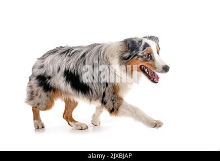 Australian Shepherd vor weißem Hintergrund Stockfoto