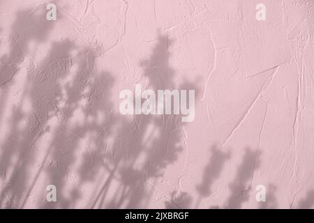 Schatten der Blumen auf rosa Beton Wand Textur Hintergrund Stockfoto