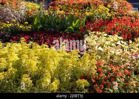 Ein Garten mit warmen Farben. Stockfoto