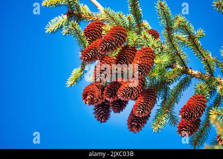 Tannenzapfen auf dem Weihnachtsbaum. Vor dem Hintergrund des blauen Himmels. Nahaufnahme, selektiver Fokus. Stockfoto