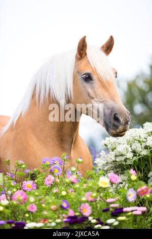 Haflinger Pferd. Portrait von Kastanienwallach mit Blumen. Schweiz Stockfoto