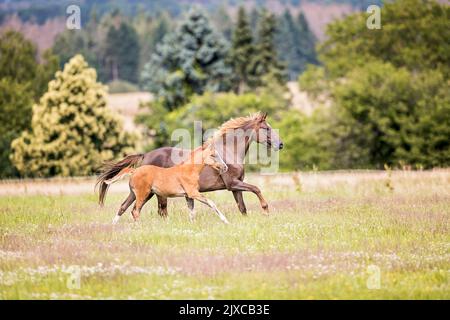 Deutsches Reitpony. Kastanienstute mit Fohlen galoppieren auf einer Weide. Deutschland Stockfoto