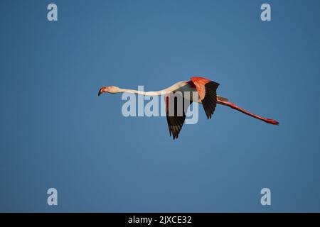 Flamingo (Phoenicopterus ruber). Erwachsener im Flug. Camargue, Frankreich Stockfoto