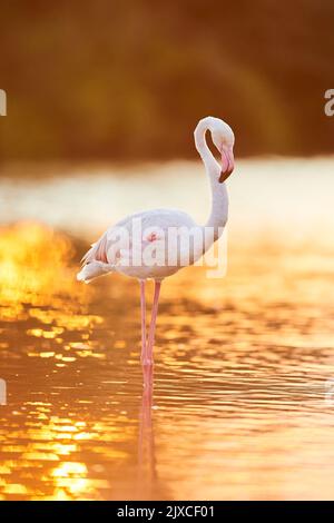 Flamingo (Phoenicopterus ruber). Alleinerziehend im seichten Wasser stehend, bei Sonnenuntergang Camargue, Frankreich Stockfoto