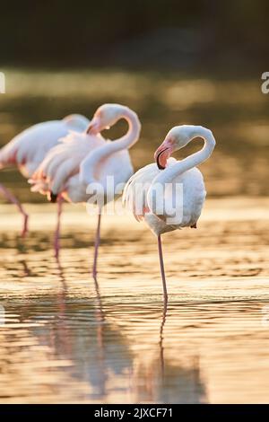 Flamingo (Phoenicopterus ruber). Drei Erwachsene ruhen sich bei Sonnenuntergang im seichten Wasser aus. Camargue, Frankreich Stockfoto