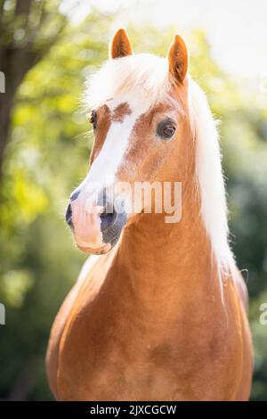 Haflinger Pferd. Porträt der Fuchswallach. Deutschland Stockfoto