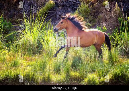 Rahvan Horse. Junge Lorbeerstute galoppiert in einem Sumpf. Türkei Stockfoto