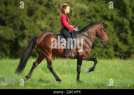 Paso Iberoamericano mit Reiter auf dem Toelt auf einer Wiese. Stockfoto