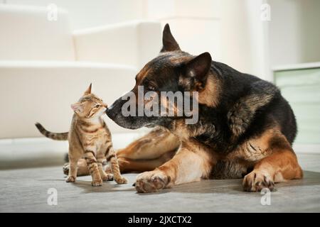 Hauskatze. Tabby Kätzchen und erwachsenen Schäferhund schnüffelt sich gegenseitig. Deutschland Stockfoto