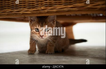 Hauskatze. Ein tabby Kätzchen versteckt sich unter einem Korbsessel. Deutschland Stockfoto