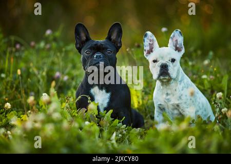 Französische Bulldogge. Zwei Welpen sitzen auf einer Wiese. Deutschland Stockfoto