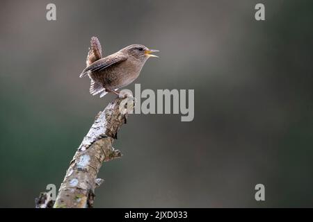 Eurasischer Wren (Troglodytes troglodytes). Erwachsener Mann, auf abgebrochenem Ast sitzend, singend. Österreich Stockfoto