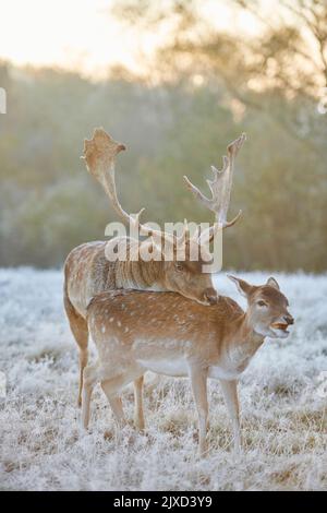Damhirse (Cervus dama, Dama dama). Buck umwerben Rehe auf einer eisigen Wiese während der Rut im Herbst. Bayerischer Wald, Bayern, Deutschland Stockfoto