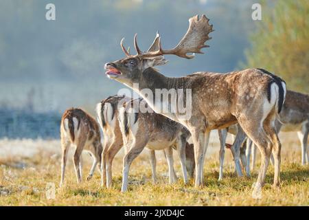 Damhirse (Cervus dama, Dama dama). Buck mit einer Gruppe von Weibchen, die im Herbst während der Rut bellend sind. Bayerischer Wald, Bayern, Deutschland Stockfoto