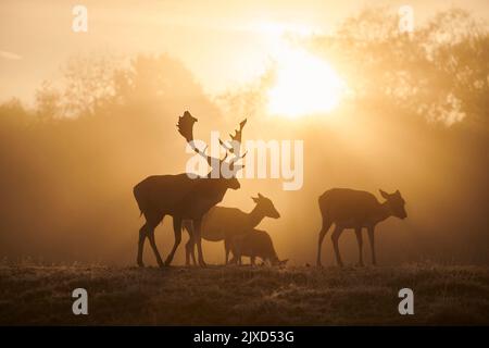 Damhirse (Cervus dama, Dama dama). Buck und tut auf einer Wiese während der Rut im Herbst, silhouetted gegen die aufgehende Sonne. Bayerischer Wald, Bayern, Deutschland Stockfoto