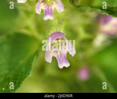 Bifide Hanfnessel - Galeopsis bifida Stockfoto