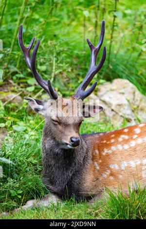 Sika Hirse (Cervus nippon). Hirsch in Ruhe. Deutschland Stockfoto