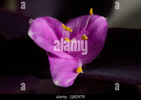 Blume einer Tradescantia pallida Sorte (Spiderwort) von violetter Farbe Blume, whit Staubblätter, Stempel und Blütenblätter. Purpursekret, Purpurherz oder Purpur Stockfoto