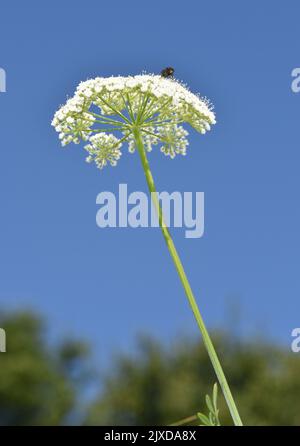 Cambridge Milch-Petersilie - Selinum carvifolia Stockfoto