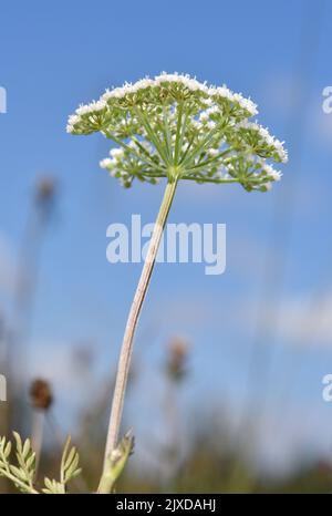 Cambridge Milch-Petersilie - Selinum carvifolia Stockfoto