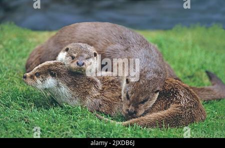 Eurasische Otter (Lutra lutra). Ein Weibchen mit zwei fast erwachsenen Jungen am Ufer eines Flusses. England, Großbritannien Stockfoto