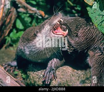 Europäische Flussotter (Lutra lutra). Erwachsene gähnend. Norfolk, England Stockfoto